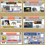 The Ivory War in Africa 6-E Lesson | Elephant Poaching and Conservation | Google